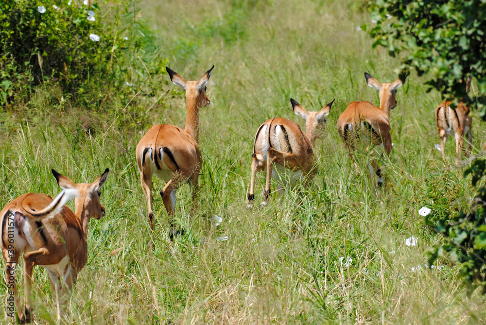 group of impala running away group of impala running away