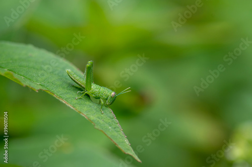 green grasshopper nymph on a leaf