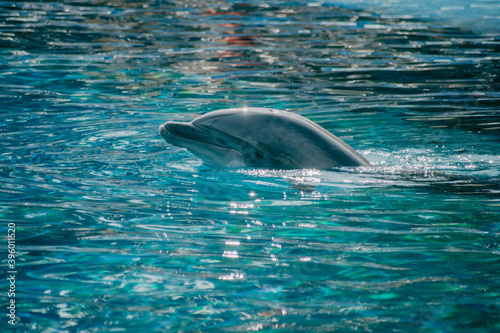 Dolphin portrait blue water