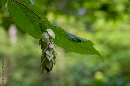 hophornbeam seeds closeup
