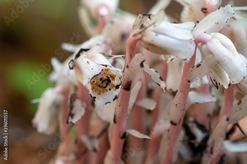 ghost pipes flowers closeup