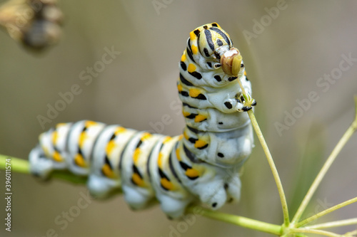 swallowtail caterpillar eating closeup
