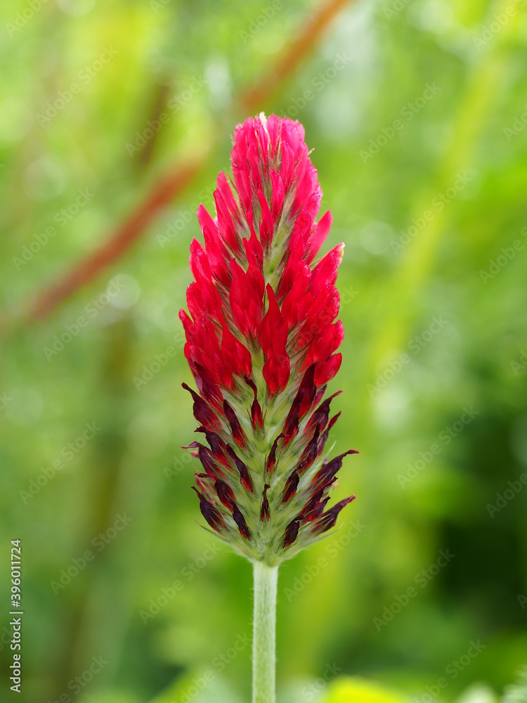 Crimson Clover (Trifolium incarnatum) Crimson Clover (Trifolium incarnatum)