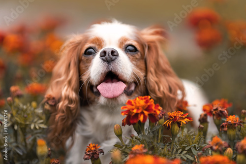 Valokuva Cute cavalier king charles dog with tongue out among orange flowers