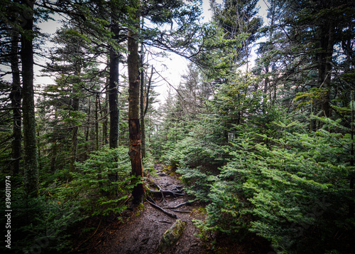 Rocky foot path thru alpine forest
Haystack Wilmington VT 11.28.20