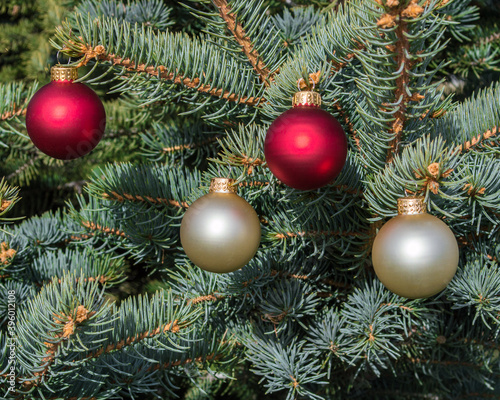 four red and white satin Christmas ornaments hanging on the branches of a pine tree with copy space