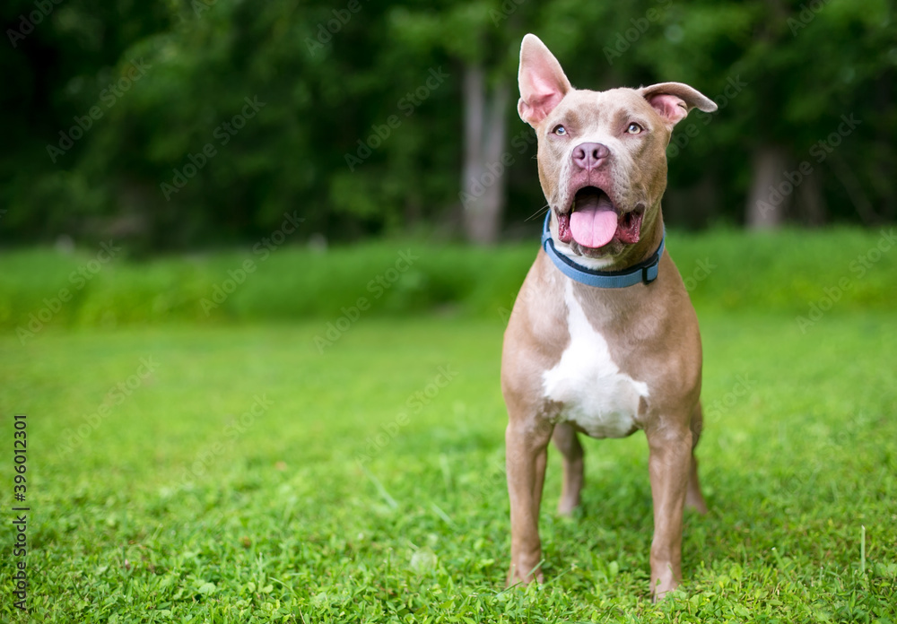 A happy Pit Bull Terrier mixed breed dog with one upright ear and one floppy ear, wearing a blue collar