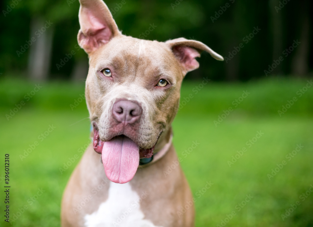 A happy Pit Bull Terrier mixed breed dog with one upright ear and one floppy ear listening with a head tilt