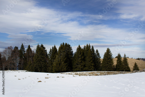 Pine tree forest with white winter snow alpine mountain landscape ski outdoors concept © АliVa