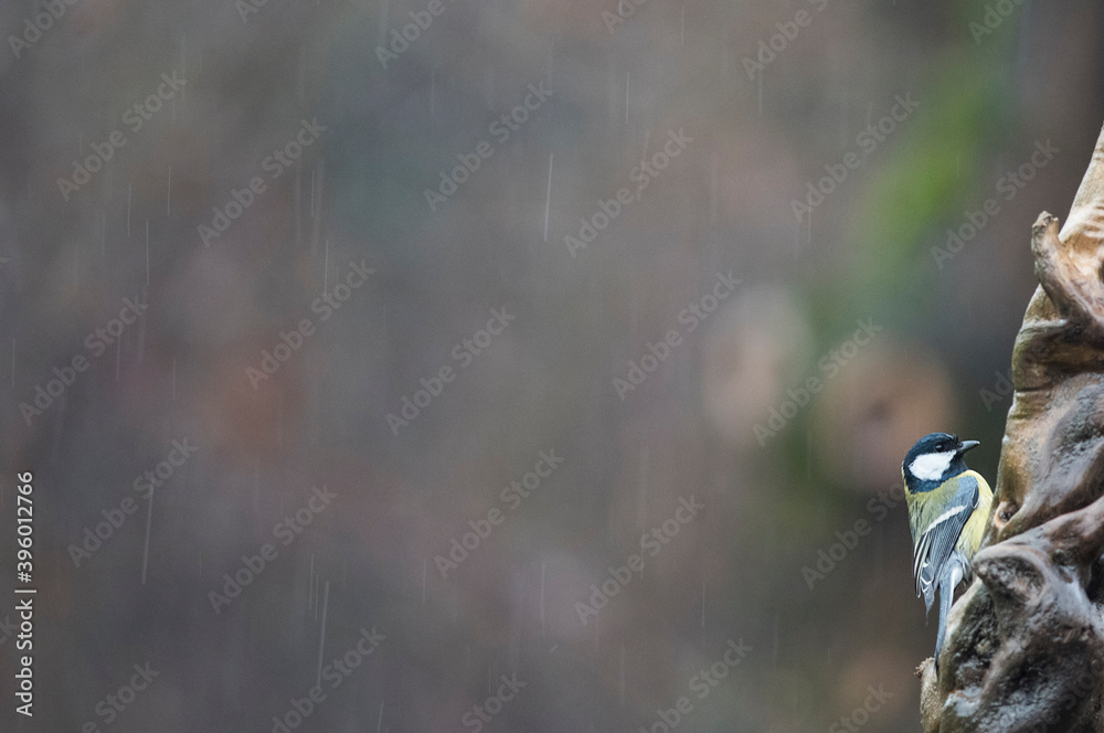 Great tit (Parus major), Italy.