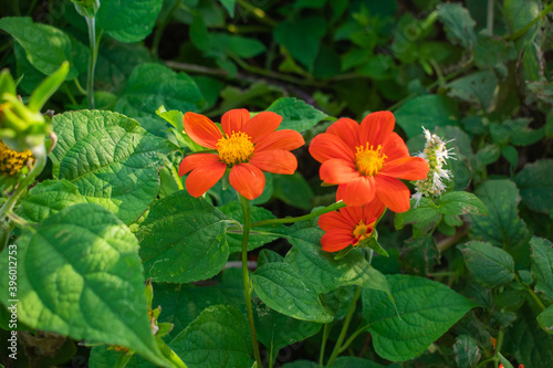 Closeup of red sunflowers (Tithonia rotundifolia) photo