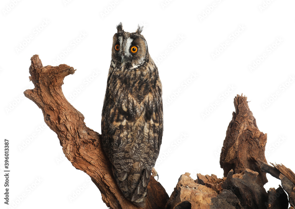Beautiful eagle owl on tree against white background. Predatory bird Beautiful eagle owl on tree against white background. Predatory bird