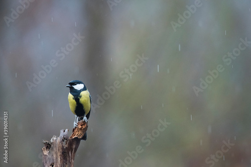 Great tit (Parus major), Italy.