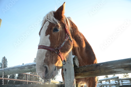 Brown horse with head over fence