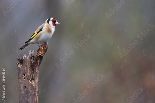 European goldfinch (Carduelis carduelis), Italy.