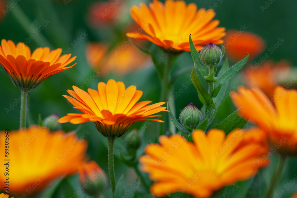 Calendula officinalis orange flowers growing at organic herbs farm Calendula officinalis orange flowers growing at organic herbs farm