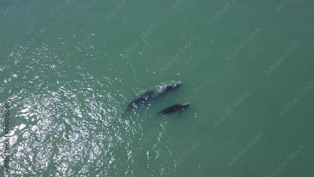 Baleia-franca-austral e seu filhote se alimentam e nadam na Praia da Ribanceira, Imbituba, Santa Catarina. Brasil. 