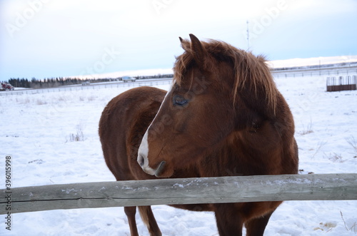 Dark brown horse looking behind it