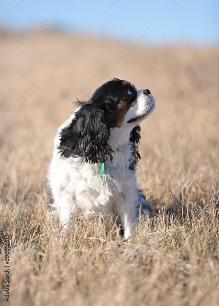 cavalier king charles spaniel in grass cavalier king charles spaniel in grass