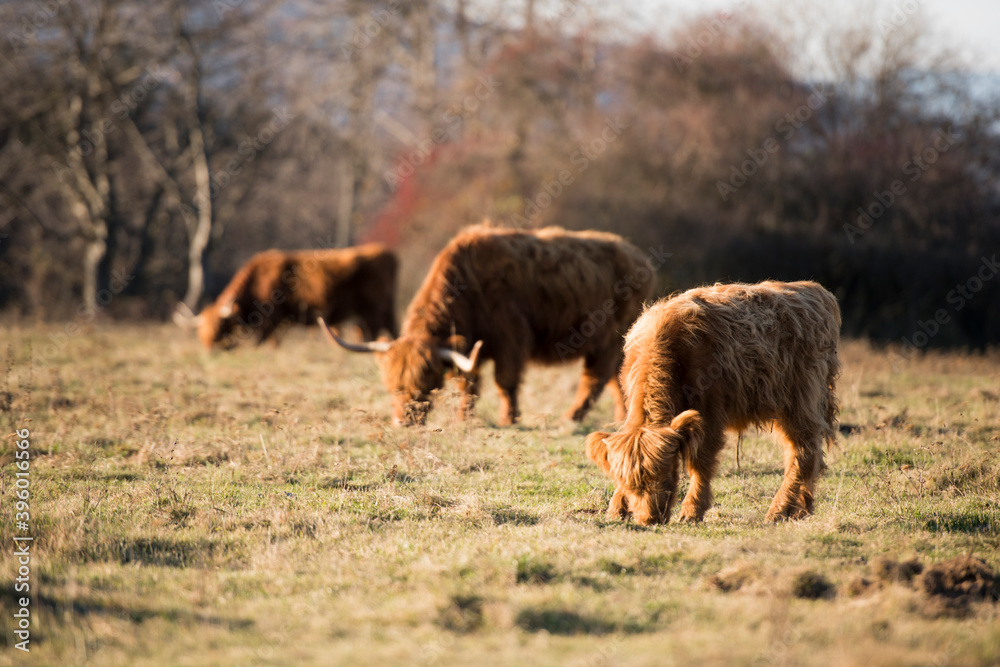 Fototapeta premium Beautiful horned Highland Cattle