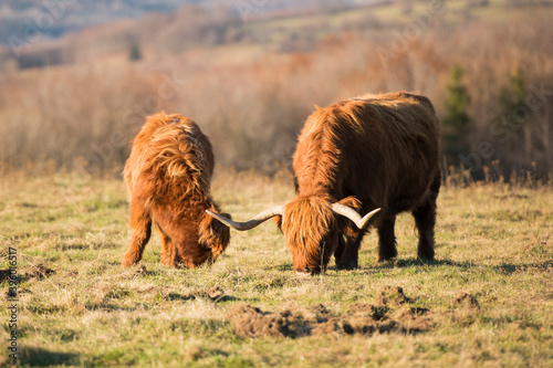 Beautiful horned Highland Cattle