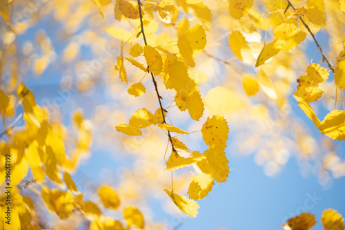 yellow autumn leaves