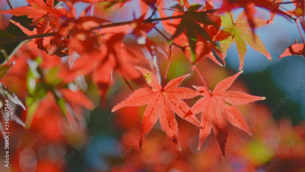 よく晴れた秋の日、風に揺れる紅葉 4K UHD よく晴れた秋の日、風に揺れる紅葉 4K UHD