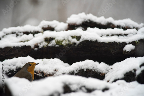 European robin (Erithacus rubecula) in winter, Apennine mountains, Italy.