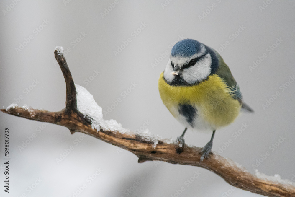 Obraz premium Eurasian blue tit (Cyanistes caeruleus), Italy.