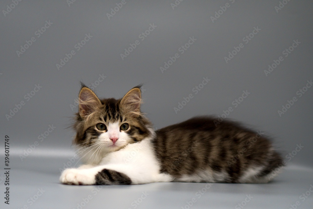 Obraz premium Siberian cat on gray backgrounds