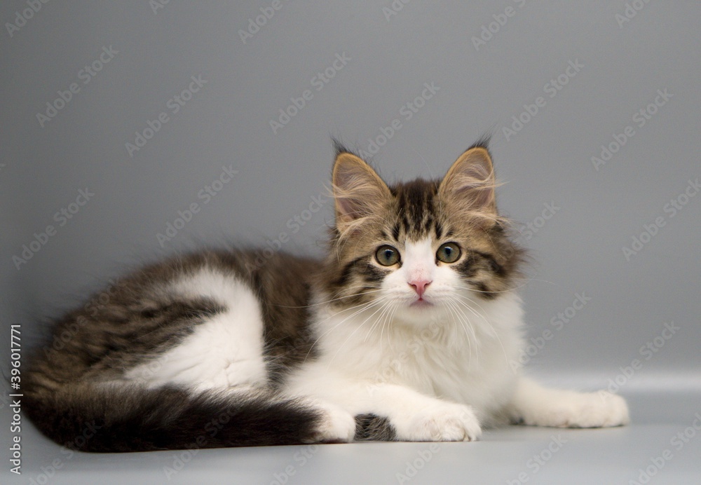 Siberian cat on gray backgrounds