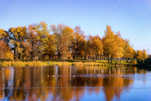 autumn landscape with trees and lake