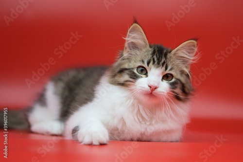 Siberian cat on red backgrounds