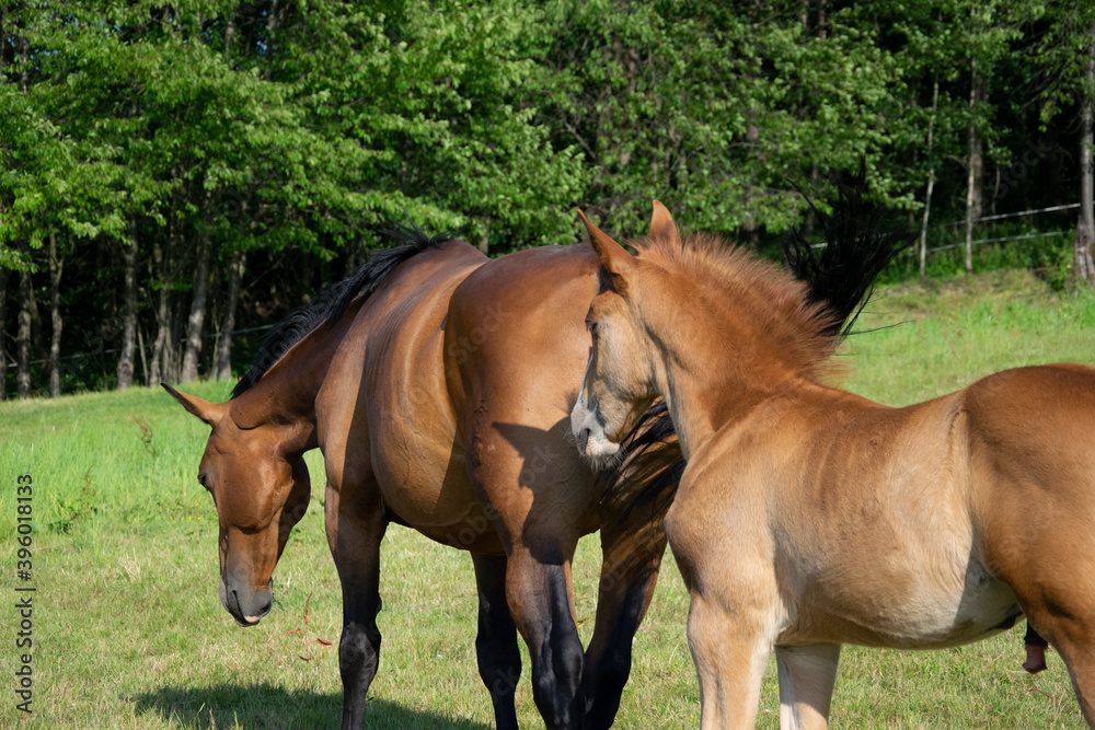 Fototapeta premium horse and foal