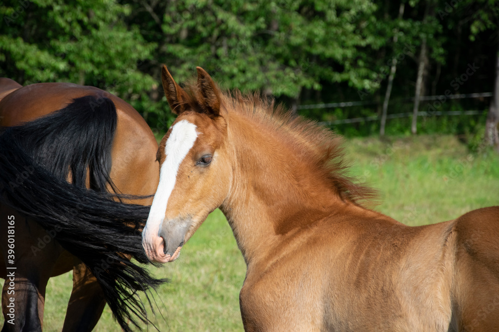 Fototapeta premium horse and foal