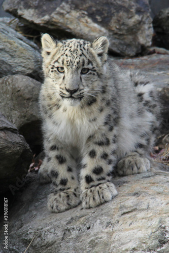 baby snow leopard portrait