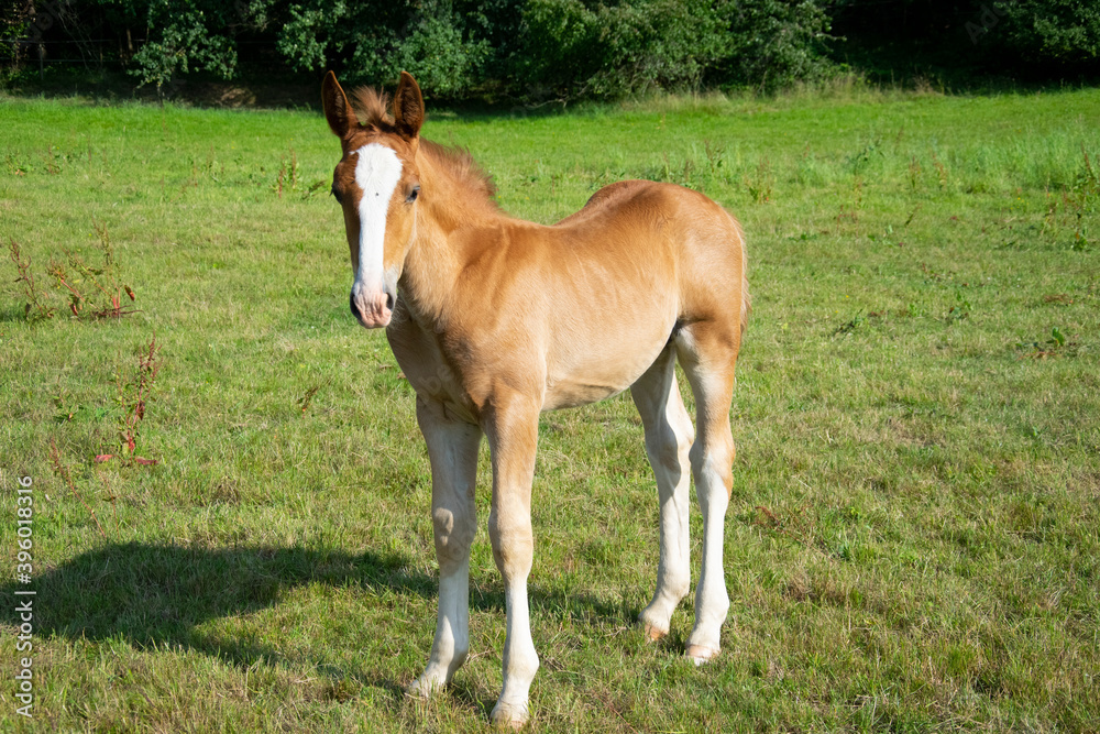 foal in meadow