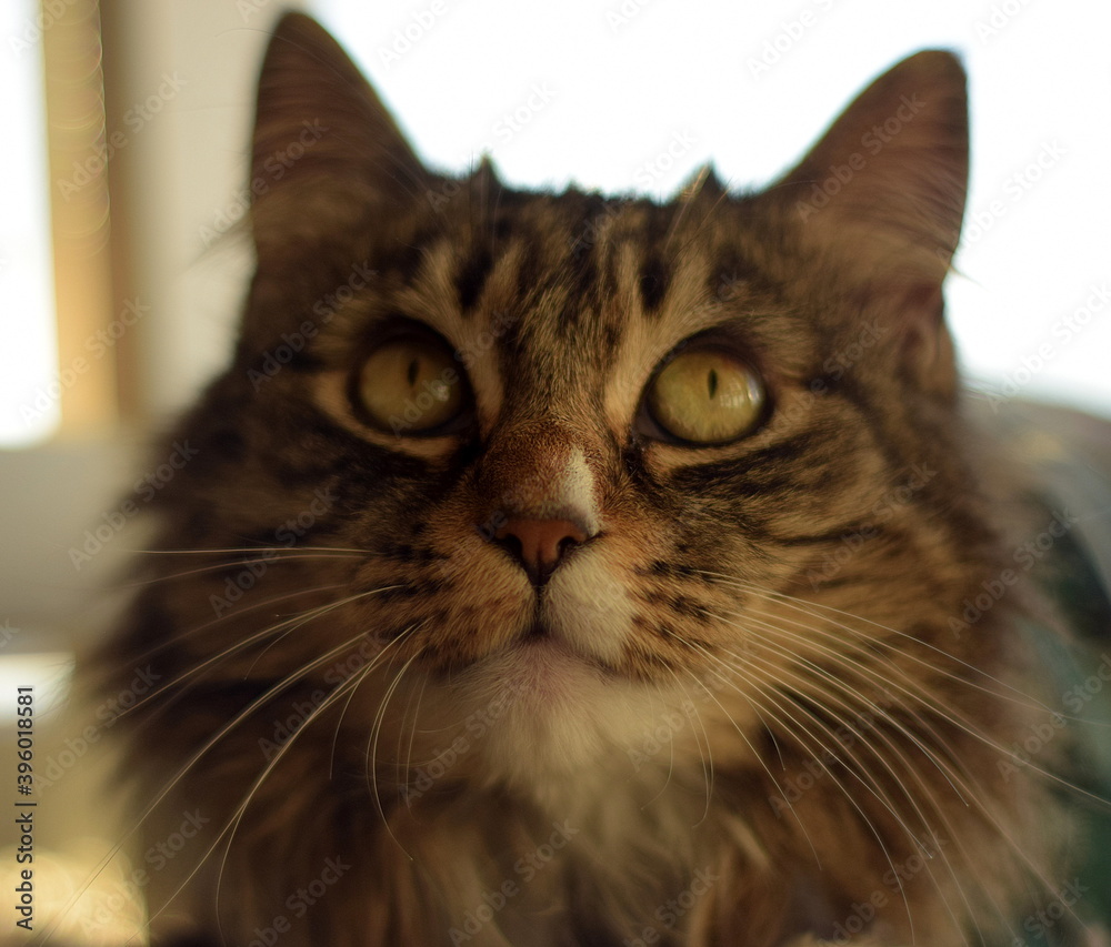 Shot of the face of a maine cat looking up.