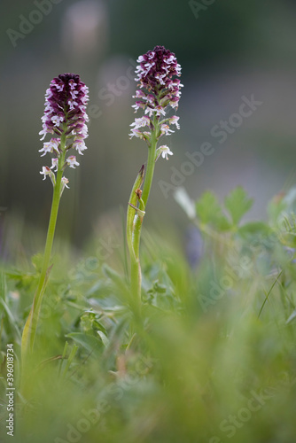 Burnt orchid (Neotinea ustulata) photo