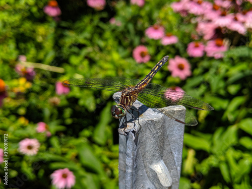 Macro closeup of Blue Dasher female dragonfly, Pachydiplax longipennis, in garden photo