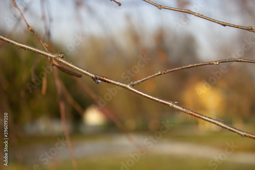 birch branch in winter forest