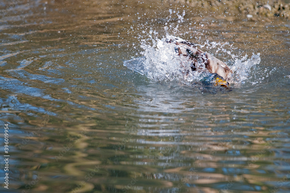 Fototapeta premium Mallard (Anas platyrhynchos)