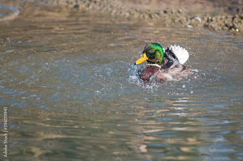 Mallard (Anas platyrhynchos)