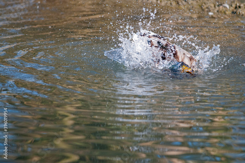 Mallard (Anas platyrhynchos)