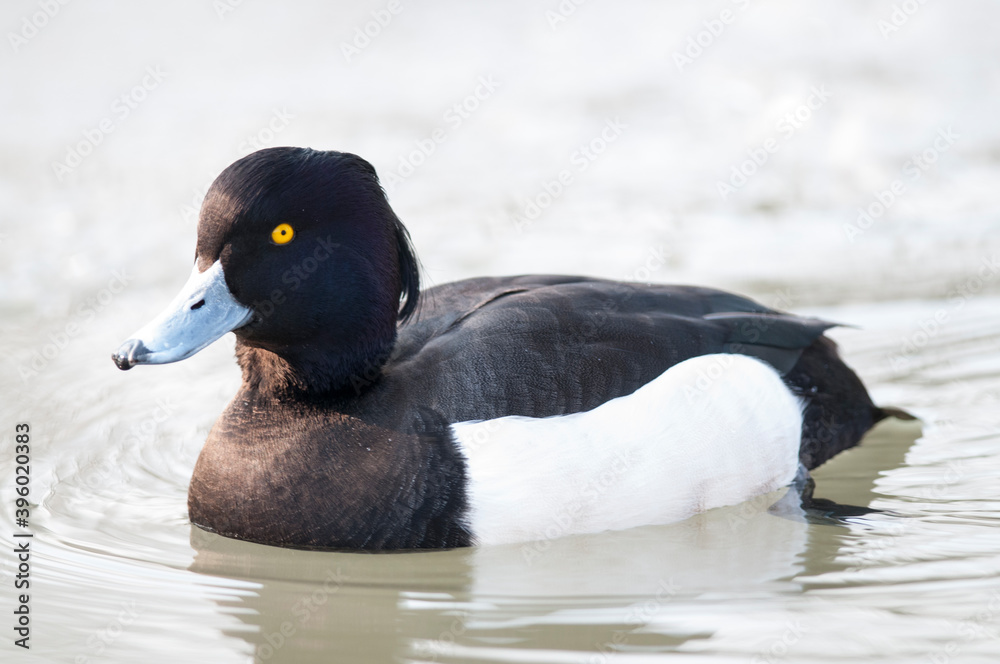 Fototapeta premium Tufted duck (Aythya fuligula)