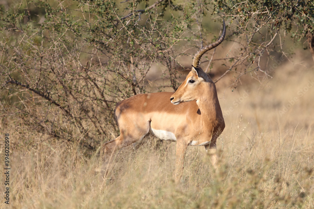 Schwarzfersenantilope / Impala / Aepyceros melampus Schwarzfersenantilope / Impala / Aepyceros melampus