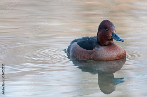 Ferruginous duck (Aythya nyroca), Italy.