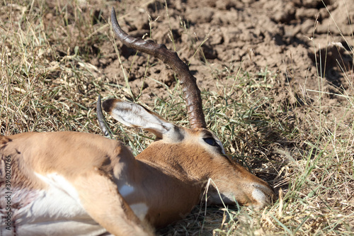 Schwarzfersenantilope / Impala / Aepyceros melampus.