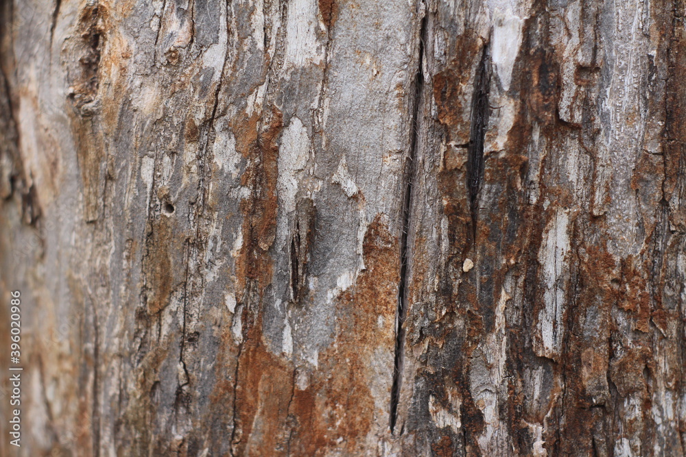 Obraz premium old wood texture