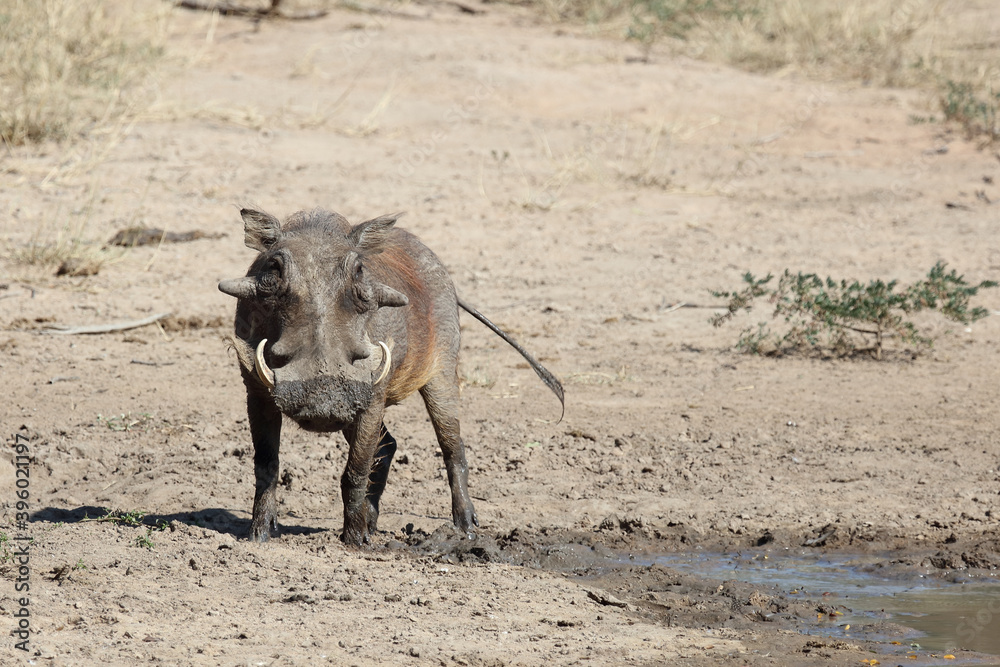 Fototapeta premium Warzenschwein / Warthog / Phacochoerus africanus